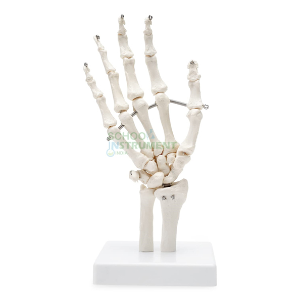 Human Hand Model
